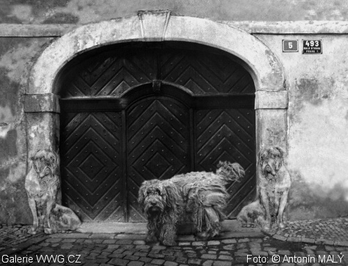 Galerie WWG.CZ - Antonín Malý - Czech pes photo 2010